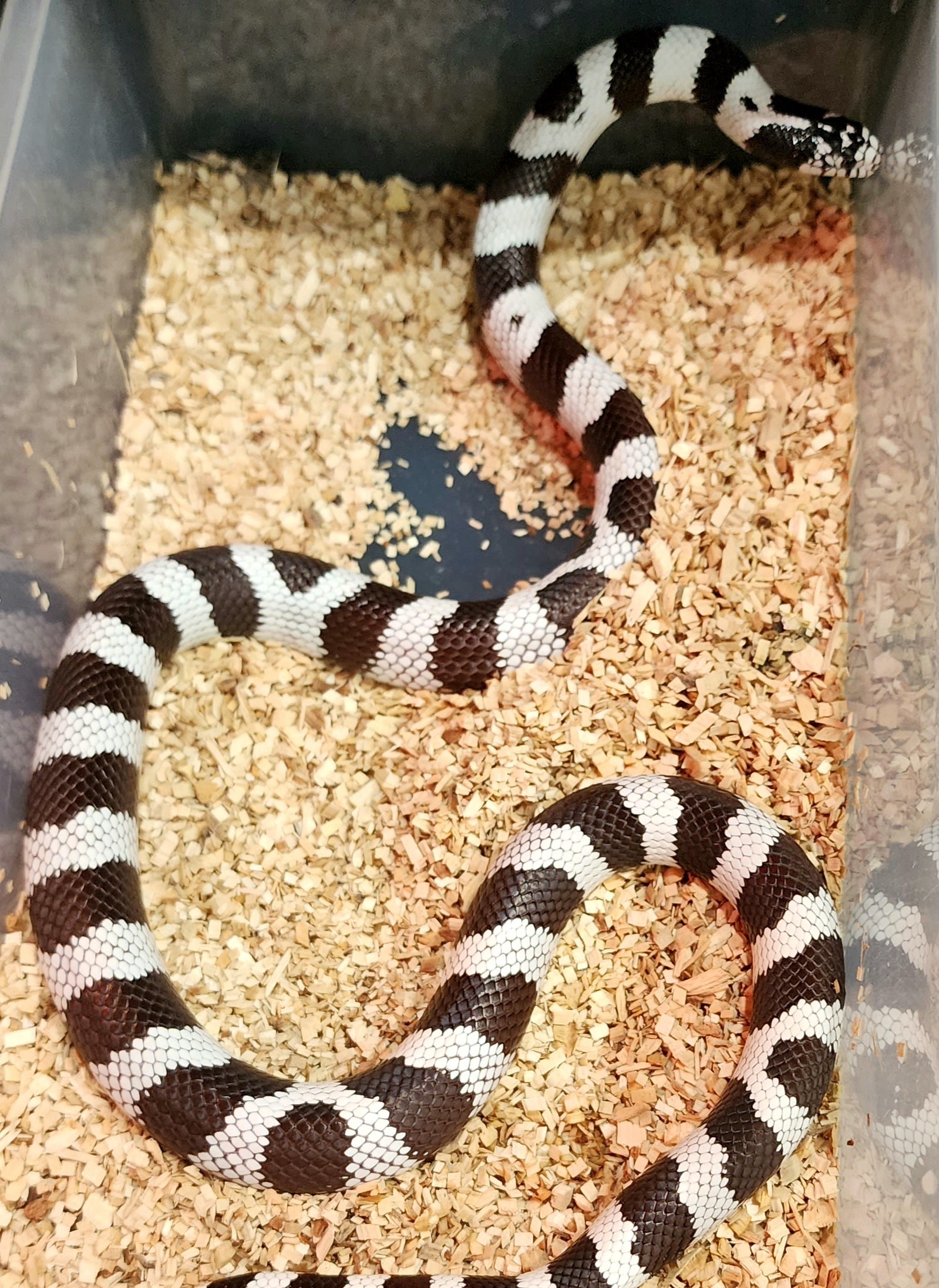 black and white baby king snake